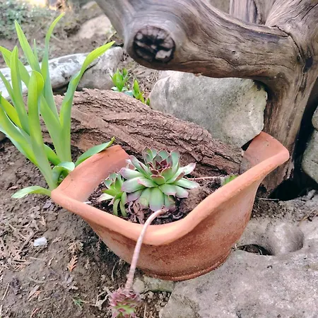 бащин дом 招待所 *